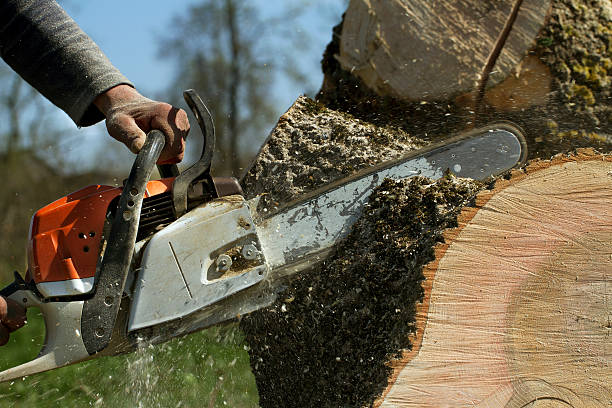 Best Local Tree Services  in Mansfield, LA